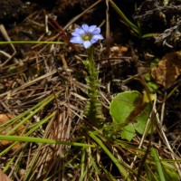 Gentiana pedicellata subsp. zeylanica (Griseb.) Halda